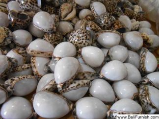 BCSHL1-5 Sea Shell Trinkets Bali